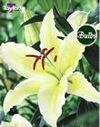 Chill Out Lily Bulb