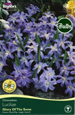 Chiondoxa Luciliae Bulbs