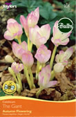 Crocus Colchicum The Giant - Autumn Flowering