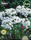 Cowanii Allium Bulbs - Native, Woodland & Meadow Variety