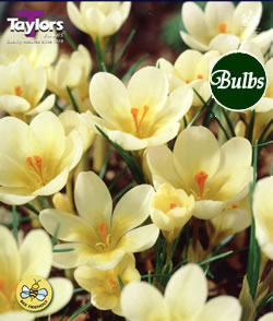 Crocus Cream Beauty Bulbs - Blooming Value Crocus Range