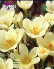 Crocus Cream Beauty Bulbs - Blooming Value Crocus Range