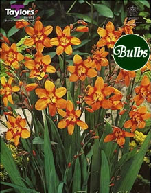 Emily Mackenzie - Crocosmia Bulb
