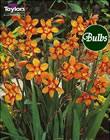 Emily Mackenzie - Crocosmia Bulb