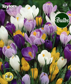 Crocus Large Flowering Mixed Bulbs - Blooming Value Crocus Range
