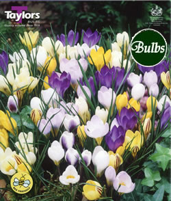 Crocus Species Mixed Bulbs - Blooming Value Crocus Range