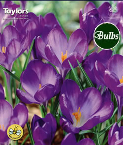 Crocus Ruby Giant Bulbs - Blooming Value Crocus Range