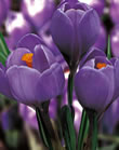 Crocus Bulbs - Flower Record