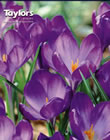 Crocus Ruby Giant Bulbs - Blooming Value Crocus Range