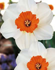 Daffodil Barret Browning Bulbs