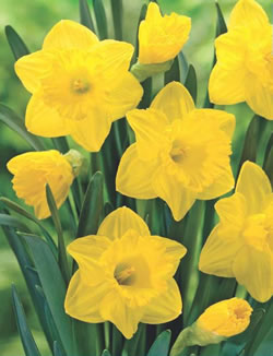 Dutch Master Daffodil Bulbs