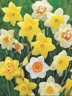 Daffodil Mixed Bulbs