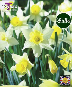 Narcissi Spring Dawn Bulbs - Blooming Value Narcissi Range