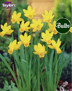 Daffodil Tweety Bird Bulbs - Species Narcissi