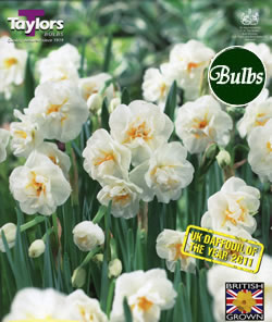 Narcissi Bridal Crown Bulbs - Blooming Value Narcissi Range