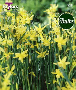 Narcissi Hawera Bulbs - Blooming Value Narcissi Range