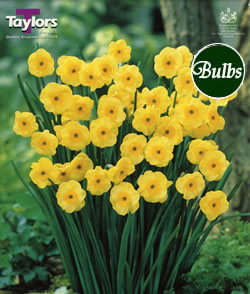 Narcissi Sun Disc Bulbs - Blooming Value Narcissi Range