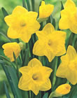 Dutch Master Daffodil Bulbs