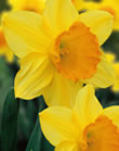 Daffodil Fortune Bulbs