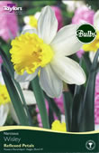 Daffodil Wisley Bulbs - Species Narcissi