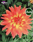 Dahlia Bulbs - Bill McKnights Memory