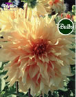 Big Brother Dahlia Bulbs