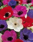 Anemone De Caen Beautiful Mixed