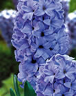 Hyacinth Bulbs - Delf Blue