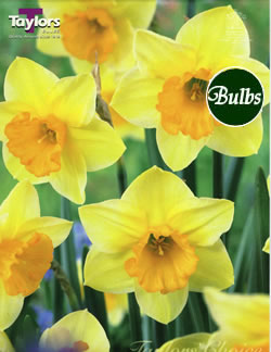 Narcissi Derringer Bulbs