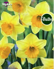 Narcissi Derringer Bulbs