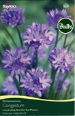 Dichelostemma Congestum Bulbs