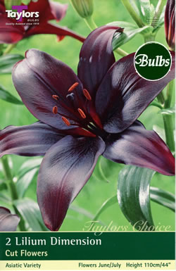Dimension Asiatic Lily Bulb