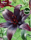 Dimension Asiatic Lily Bulb