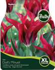 Tulip Doll's Minuet Bulbs - XL Value Range