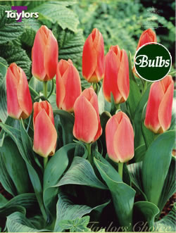 Dreamboat - Greigii Tulip Bulbs