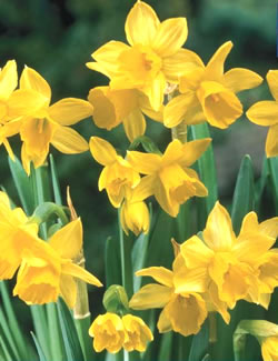 Tete a Tete Dwarf Daffodil Bulbs