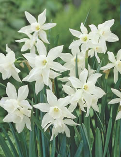 Dwarf Daffodil Narcissus Bulbs - Thalia