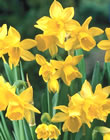 Tete a Tete Dwarf Daffodil Bulbs