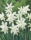 Dwarf Daffodil Narcissus Bulbs - Thalia