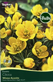 Eranthis Cilicica Bulbs Winter Aconite