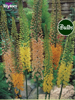 Eremurus Ruiter Hybrids