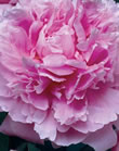 Peony Sarah Bernhardt Xtra Large Bulbs