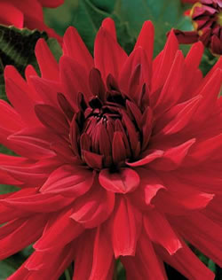 Decorative Burning Love Xtra Large Bulbs