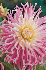 Cactus Stars Favourite Xtra Large Bulbs