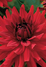 Decorative Burning Love Xtra Large Bulbs