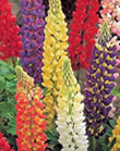 Lupins Mixed Xtra Large Bulbs