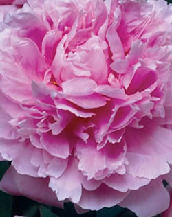 Peony Sarah Bernhardt Xtra Large Bulbs