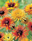 Rudbeckia Chim Chiminee Xtra Large Bulbs