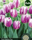Flaming Flag Tulip Bulbs - Select Premium Variety