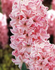 Hyacinth Bulbs - Fondant